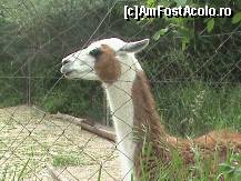 [P35] lama care scuipa lumea care trecea » foto by D@vid
 - 
<span class="allrVoted glyphicon glyphicon-heart hidden" id="av95860"></span>
<a class="m-l-10 hidden" id="sv95860" onclick="voting_Foto_DelVot(,95860,18089)" role="button">șterge vot <span class="glyphicon glyphicon-remove"></span></a>
<a id="v995860" class=" c-red"  onclick="voting_Foto_SetVot(95860)" role="button"><span class="glyphicon glyphicon-heart-empty"></span> <b>LIKE</b> = Votează poza</a> <img class="hidden"  id="f95860W9" src="/imagini/loader.gif" border="0" /><span class="AjErrMes hidden" id="e95860ErM"></span>