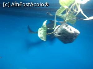 [P11] Zoo Pitești » foto by Mioritik
 - 
<span class="allrVoted glyphicon glyphicon-heart hidden" id="av1363377"></span>
<a class="m-l-10 hidden" id="sv1363377" onclick="voting_Foto_DelVot(,1363377,18092)" role="button">șterge vot <span class="glyphicon glyphicon-remove"></span></a>
<a id="v91363377" class=" c-red"  onclick="voting_Foto_SetVot(1363377)" role="button"><span class="glyphicon glyphicon-heart-empty"></span> <b>LIKE</b> = Votează poza</a> <img class="hidden"  id="f1363377W9" src="/imagini/loader.gif" border="0" /><span class="AjErrMes hidden" id="e1363377ErM"></span>