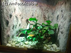 [P13] Zoo Pitești » foto by Mioritik
 - 
<span class="allrVoted glyphicon glyphicon-heart hidden" id="av1363379"></span>
<a class="m-l-10 hidden" id="sv1363379" onclick="voting_Foto_DelVot(,1363379,18092)" role="button">șterge vot <span class="glyphicon glyphicon-remove"></span></a>
<a id="v91363379" class=" c-red"  onclick="voting_Foto_SetVot(1363379)" role="button"><span class="glyphicon glyphicon-heart-empty"></span> <b>LIKE</b> = Votează poza</a> <img class="hidden"  id="f1363379W9" src="/imagini/loader.gif" border="0" /><span class="AjErrMes hidden" id="e1363379ErM"></span>
