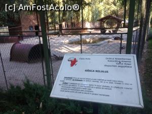 [P22] Zoo Pitești, gâsca Nilului » foto by Mioritik
 - 
<span class="allrVoted glyphicon glyphicon-heart hidden" id="av1363388"></span>
<a class="m-l-10 hidden" id="sv1363388" onclick="voting_Foto_DelVot(,1363388,18092)" role="button">șterge vot <span class="glyphicon glyphicon-remove"></span></a>
<a id="v91363388" class=" c-red"  onclick="voting_Foto_SetVot(1363388)" role="button"><span class="glyphicon glyphicon-heart-empty"></span> <b>LIKE</b> = Votează poza</a> <img class="hidden"  id="f1363388W9" src="/imagini/loader.gif" border="0" /><span class="AjErrMes hidden" id="e1363388ErM"></span>