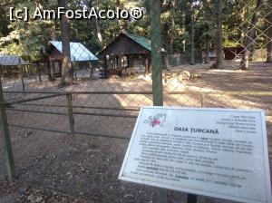 [P03] Zoo Pitești, oaia » foto by Mioritik
 - 
<span class="allrVoted glyphicon glyphicon-heart hidden" id="av1363369"></span>
<a class="m-l-10 hidden" id="sv1363369" onclick="voting_Foto_DelVot(,1363369,18092)" role="button">șterge vot <span class="glyphicon glyphicon-remove"></span></a>
<a id="v91363369" class=" c-red"  onclick="voting_Foto_SetVot(1363369)" role="button"><span class="glyphicon glyphicon-heart-empty"></span> <b>LIKE</b> = Votează poza</a> <img class="hidden"  id="f1363369W9" src="/imagini/loader.gif" border="0" /><span class="AjErrMes hidden" id="e1363369ErM"></span>
