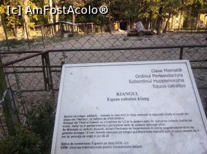 [P04] Zoo Pitești, kiangul » foto by Mioritik
 - 
<span class="allrVoted glyphicon glyphicon-heart hidden" id="av1363370"></span>
<a class="m-l-10 hidden" id="sv1363370" onclick="voting_Foto_DelVot(,1363370,18092)" role="button">șterge vot <span class="glyphicon glyphicon-remove"></span></a>
<a id="v91363370" class=" c-red"  onclick="voting_Foto_SetVot(1363370)" role="button"><span class="glyphicon glyphicon-heart-empty"></span> <b>LIKE</b> = Votează poza</a> <img class="hidden"  id="f1363370W9" src="/imagini/loader.gif" border="0" /><span class="AjErrMes hidden" id="e1363370ErM"></span>