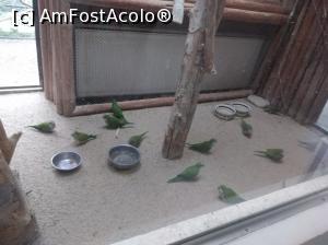 [P08] Zoo Pitești, în colivie » foto by Mioritik
 - 
<span class="allrVoted glyphicon glyphicon-heart hidden" id="av1363374"></span>
<a class="m-l-10 hidden" id="sv1363374" onclick="voting_Foto_DelVot(,1363374,18092)" role="button">șterge vot <span class="glyphicon glyphicon-remove"></span></a>
<a id="v91363374" class=" c-red"  onclick="voting_Foto_SetVot(1363374)" role="button"><span class="glyphicon glyphicon-heart-empty"></span> <b>LIKE</b> = Votează poza</a> <img class="hidden"  id="f1363374W9" src="/imagini/loader.gif" border="0" /><span class="AjErrMes hidden" id="e1363374ErM"></span>