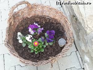[P11] Mi-a placut ideea plantarii panselutelor si banutului in aceste cosuri » foto by Dan&Ema
 - 
<span class="allrVoted glyphicon glyphicon-heart hidden" id="av608247"></span>
<a class="m-l-10 hidden" id="sv608247" onclick="voting_Foto_DelVot(,608247,18096)" role="button">șterge vot <span class="glyphicon glyphicon-remove"></span></a>
<a id="v9608247" class=" c-red"  onclick="voting_Foto_SetVot(608247)" role="button"><span class="glyphicon glyphicon-heart-empty"></span> <b>LIKE</b> = Votează poza</a> <img class="hidden"  id="f608247W9" src="/imagini/loader.gif" border="0" /><span class="AjErrMes hidden" id="e608247ErM"></span>