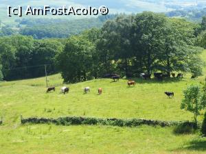 [P21] vaci la păscut » foto by icata24
 - 
<span class="allrVoted glyphicon glyphicon-heart hidden" id="av1236170"></span>
<a class="m-l-10 hidden" id="sv1236170" onclick="voting_Foto_DelVot(,1236170,18212)" role="button">șterge vot <span class="glyphicon glyphicon-remove"></span></a>
<a id="v91236170" class=" c-red"  onclick="voting_Foto_SetVot(1236170)" role="button"><span class="glyphicon glyphicon-heart-empty"></span> <b>LIKE</b> = Votează poza</a> <img class="hidden"  id="f1236170W9" src="/imagini/loader.gif" border="0" /><span class="AjErrMes hidden" id="e1236170ErM"></span>