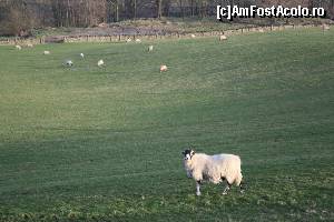 [P34] Ca și în Irlanda, oi și capre la tot pasul.  » foto by ariciu*
 - 
<span class="allrVoted glyphicon glyphicon-heart hidden" id="av607069"></span>
<a class="m-l-10 hidden" id="sv607069" onclick="voting_Foto_DelVot(,607069,18212)" role="button">șterge vot <span class="glyphicon glyphicon-remove"></span></a>
<a id="v9607069" class=" c-red"  onclick="voting_Foto_SetVot(607069)" role="button"><span class="glyphicon glyphicon-heart-empty"></span> <b>LIKE</b> = Votează poza</a> <img class="hidden"  id="f607069W9" src="/imagini/loader.gif" border="0" /><span class="AjErrMes hidden" id="e607069ErM"></span>