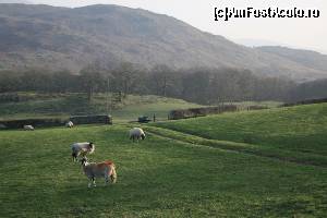 [P35] Ca și în Irlanda, oi și capre la tot pasul.  » foto by ariciu*
 - 
<span class="allrVoted glyphicon glyphicon-heart hidden" id="av607070"></span>
<a class="m-l-10 hidden" id="sv607070" onclick="voting_Foto_DelVot(,607070,18212)" role="button">șterge vot <span class="glyphicon glyphicon-remove"></span></a>
<a id="v9607070" class=" c-red"  onclick="voting_Foto_SetVot(607070)" role="button"><span class="glyphicon glyphicon-heart-empty"></span> <b>LIKE</b> = Votează poza</a> <img class="hidden"  id="f607070W9" src="/imagini/loader.gif" border="0" /><span class="AjErrMes hidden" id="e607070ErM"></span>