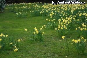 [P16] Wordsworth Daffodil Garden - unele narcise culcate la pământ.  » foto by ariciu*
 - 
<span class="allrVoted glyphicon glyphicon-heart hidden" id="av607337"></span>
<a class="m-l-10 hidden" id="sv607337" onclick="voting_Foto_DelVot(,607337,18212)" role="button">șterge vot <span class="glyphicon glyphicon-remove"></span></a>
<a id="v9607337" class=" c-red"  onclick="voting_Foto_SetVot(607337)" role="button"><span class="glyphicon glyphicon-heart-empty"></span> <b>LIKE</b> = Votează poza</a> <img class="hidden"  id="f607337W9" src="/imagini/loader.gif" border="0" /><span class="AjErrMes hidden" id="e607337ErM"></span>