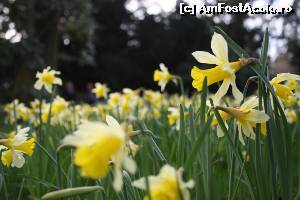 [P18] Wordsworth Daffodil Garden.  » foto by ariciu*
 - 
<span class="allrVoted glyphicon glyphicon-heart hidden" id="av607339"></span>
<a class="m-l-10 hidden" id="sv607339" onclick="voting_Foto_DelVot(,607339,18212)" role="button">șterge vot <span class="glyphicon glyphicon-remove"></span></a>
<a id="v9607339" class=" c-red"  onclick="voting_Foto_SetVot(607339)" role="button"><span class="glyphicon glyphicon-heart-empty"></span> <b>LIKE</b> = Votează poza</a> <img class="hidden"  id="f607339W9" src="/imagini/loader.gif" border="0" /><span class="AjErrMes hidden" id="e607339ErM"></span>
