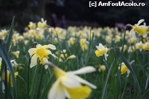 [P19] Wordsworth Daffodil Garden.  » foto by ariciu*
 - 
<span class="allrVoted glyphicon glyphicon-heart hidden" id="av607340"></span>
<a class="m-l-10 hidden" id="sv607340" onclick="voting_Foto_DelVot(,607340,18212)" role="button">șterge vot <span class="glyphicon glyphicon-remove"></span></a>
<a id="v9607340" class=" c-red"  onclick="voting_Foto_SetVot(607340)" role="button"><span class="glyphicon glyphicon-heart-empty"></span> <b>LIKE</b> = Votează poza</a> <img class="hidden"  id="f607340W9" src="/imagini/loader.gif" border="0" /><span class="AjErrMes hidden" id="e607340ErM"></span>