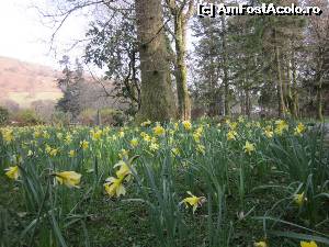 [P23] Wordsworth Daffodil Garden.  » foto by ariciu*
 - 
<span class="allrVoted glyphicon glyphicon-heart hidden" id="av607346"></span>
<a class="m-l-10 hidden" id="sv607346" onclick="voting_Foto_DelVot(,607346,18212)" role="button">șterge vot <span class="glyphicon glyphicon-remove"></span></a>
<a id="v9607346" class=" c-red"  onclick="voting_Foto_SetVot(607346)" role="button"><span class="glyphicon glyphicon-heart-empty"></span> <b>LIKE</b> = Votează poza</a> <img class="hidden"  id="f607346W9" src="/imagini/loader.gif" border="0" /><span class="AjErrMes hidden" id="e607346ErM"></span>