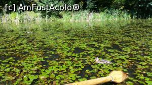 [P03] Lacul Tivoli » foto by N.O.A.
 - 
<span class="allrVoted glyphicon glyphicon-heart hidden" id="av787659"></span>
<a class="m-l-10 hidden" id="sv787659" onclick="voting_Foto_DelVot(,787659,18215)" role="button">șterge vot <span class="glyphicon glyphicon-remove"></span></a>
<a id="v9787659" class=" c-red"  onclick="voting_Foto_SetVot(787659)" role="button"><span class="glyphicon glyphicon-heart-empty"></span> <b>LIKE</b> = Votează poza</a> <img class="hidden"  id="f787659W9" src="/imagini/loader.gif" border="0" /><span class="AjErrMes hidden" id="e787659ErM"></span>