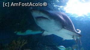 [P06] Sea Life Istanbul... recomand.  » foto by vld79
 - 
<span class="allrVoted glyphicon glyphicon-heart hidden" id="av1032140"></span>
<a class="m-l-10 hidden" id="sv1032140" onclick="voting_Foto_DelVot(,1032140,18236)" role="button">șterge vot <span class="glyphicon glyphicon-remove"></span></a>
<a id="v91032140" class=" c-red"  onclick="voting_Foto_SetVot(1032140)" role="button"><span class="glyphicon glyphicon-heart-empty"></span> <b>LIKE</b> = Votează poza</a> <img class="hidden"  id="f1032140W9" src="/imagini/loader.gif" border="0" /><span class="AjErrMes hidden" id="e1032140ErM"></span>