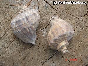 [P31]  -- <small>// FĂRĂ DESCRIERE</small> » foto by crismis
 - 
<span class="allrVoted glyphicon glyphicon-heart hidden" id="av608179"></span>
<a class="m-l-10 hidden" id="sv608179" onclick="voting_Foto_DelVot(,608179,18239)" role="button">șterge vot <span class="glyphicon glyphicon-remove"></span></a>
<a id="v9608179" class=" c-red"  onclick="voting_Foto_SetVot(608179)" role="button"><span class="glyphicon glyphicon-heart-empty"></span> <b>LIKE</b> = Votează poza</a> <img class="hidden"  id="f608179W9" src="/imagini/loader.gif" border="0" /><span class="AjErrMes hidden" id="e608179ErM"></span>