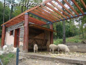 [P17] Oile și caprele împart același spațiu.  » foto by Floryn81
 - 
<span class="allrVoted glyphicon glyphicon-heart hidden" id="av777442"></span>
<a class="m-l-10 hidden" id="sv777442" onclick="voting_Foto_DelVot(,777442,18241)" role="button">șterge vot <span class="glyphicon glyphicon-remove"></span></a>
<a id="v9777442" class=" c-red"  onclick="voting_Foto_SetVot(777442)" role="button"><span class="glyphicon glyphicon-heart-empty"></span> <b>LIKE</b> = Votează poza</a> <img class="hidden"  id="f777442W9" src="/imagini/loader.gif" border="0" /><span class="AjErrMes hidden" id="e777442ErM"></span>