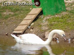 [P17] ebada alba » foto by GabrielaG
 - 
<span class="allrVoted glyphicon glyphicon-heart hidden" id="av735465"></span>
<a class="m-l-10 hidden" id="sv735465" onclick="voting_Foto_DelVot(,735465,18241)" role="button">șterge vot <span class="glyphicon glyphicon-remove"></span></a>
<a id="v9735465" class=" c-red"  onclick="voting_Foto_SetVot(735465)" role="button"><span class="glyphicon glyphicon-heart-empty"></span> <b>LIKE</b> = Votează poza</a> <img class="hidden"  id="f735465W9" src="/imagini/loader.gif" border="0" /><span class="AjErrMes hidden" id="e735465ErM"></span>