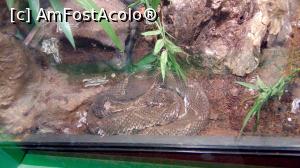 [P03] La reptile » foto by GabrielaG
 - 
<span class="allrVoted glyphicon glyphicon-heart hidden" id="av735451"></span>
<a class="m-l-10 hidden" id="sv735451" onclick="voting_Foto_DelVot(,735451,18241)" role="button">șterge vot <span class="glyphicon glyphicon-remove"></span></a>
<a id="v9735451" class=" c-red"  onclick="voting_Foto_SetVot(735451)" role="button"><span class="glyphicon glyphicon-heart-empty"></span> <b>LIKE</b> = Votează poza</a> <img class="hidden"  id="f735451W9" src="/imagini/loader.gif" border="0" /><span class="AjErrMes hidden" id="e735451ErM"></span>