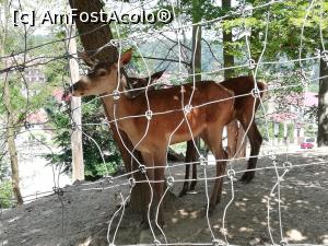 [P13] <strong>Grădina Zoologică din Braşov</strong> » foto by ⭐ValentinB_88⭐
 - 
<span class="allrVoted glyphicon glyphicon-heart hidden" id="av1236374"></span>
<a class="m-l-10 hidden" id="sv1236374" onclick="voting_Foto_DelVot(,1236374,18241)" role="button">șterge vot <span class="glyphicon glyphicon-remove"></span></a>
<a id="v91236374" class=" c-red"  onclick="voting_Foto_SetVot(1236374)" role="button"><span class="glyphicon glyphicon-heart-empty"></span> <b>LIKE</b> = Votează poza</a> <img class="hidden"  id="f1236374W9" src="/imagini/loader.gif" border="0" /><span class="AjErrMes hidden" id="e1236374ErM"></span>