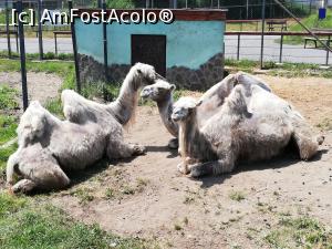 [P25] <strong>Grădina Zoologică din Braşov</strong> » foto by ⭐ValentinB_88⭐
 - 
<span class="allrVoted glyphicon glyphicon-heart hidden" id="av1236386"></span>
<a class="m-l-10 hidden" id="sv1236386" onclick="voting_Foto_DelVot(,1236386,18241)" role="button">șterge vot <span class="glyphicon glyphicon-remove"></span></a>
<a id="v91236386" class=" c-red"  onclick="voting_Foto_SetVot(1236386)" role="button"><span class="glyphicon glyphicon-heart-empty"></span> <b>LIKE</b> = Votează poza</a> <img class="hidden"  id="f1236386W9" src="/imagini/loader.gif" border="0" /><span class="AjErrMes hidden" id="e1236386ErM"></span>