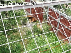 [P47] <strong>Grădina Zoologică din Braşov</strong> » foto by ⭐ValentinB_88⭐
 - 
<span class="allrVoted glyphicon glyphicon-heart hidden" id="av1236408"></span>
<a class="m-l-10 hidden" id="sv1236408" onclick="voting_Foto_DelVot(,1236408,18241)" role="button">șterge vot <span class="glyphicon glyphicon-remove"></span></a>
<a id="v91236408" class=" c-red"  onclick="voting_Foto_SetVot(1236408)" role="button"><span class="glyphicon glyphicon-heart-empty"></span> <b>LIKE</b> = Votează poza</a> <img class="hidden"  id="f1236408W9" src="/imagini/loader.gif" border="0" /><span class="AjErrMes hidden" id="e1236408ErM"></span>