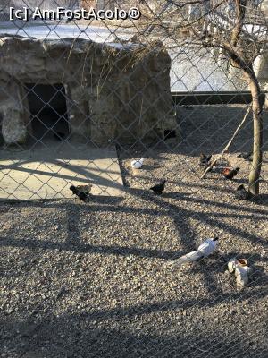 [P44] Zoo Brașov, 1 Decembrie 2018 » foto by krisstinna
 - 
<span class="allrVoted glyphicon glyphicon-heart hidden" id="av1043066"></span>
<a class="m-l-10 hidden" id="sv1043066" onclick="voting_Foto_DelVot(,1043066,18241)" role="button">șterge vot <span class="glyphicon glyphicon-remove"></span></a>
<a id="v91043066" class=" c-red"  onclick="voting_Foto_SetVot(1043066)" role="button"><span class="glyphicon glyphicon-heart-empty"></span> <b>LIKE</b> = Votează poza</a> <img class="hidden"  id="f1043066W9" src="/imagini/loader.gif" border="0" /><span class="AjErrMes hidden" id="e1043066ErM"></span>
