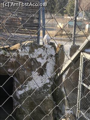 [P45] Bufnițoiul supărat, își ascunsese capul în piept » foto by krisstinna
 - 
<span class="allrVoted glyphicon glyphicon-heart hidden" id="av1043067"></span>
<a class="m-l-10 hidden" id="sv1043067" onclick="voting_Foto_DelVot(,1043067,18241)" role="button">șterge vot <span class="glyphicon glyphicon-remove"></span></a>
<a id="v91043067" class=" c-red"  onclick="voting_Foto_SetVot(1043067)" role="button"><span class="glyphicon glyphicon-heart-empty"></span> <b>LIKE</b> = Votează poza</a> <img class="hidden"  id="f1043067W9" src="/imagini/loader.gif" border="0" /><span class="AjErrMes hidden" id="e1043067ErM"></span>