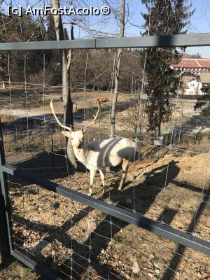 [P67] Zoo Brașov, 1 Decembrie 2018 » foto by krisstinna
 - 
<span class="allrVoted glyphicon glyphicon-heart hidden" id="av1043089"></span>
<a class="m-l-10 hidden" id="sv1043089" onclick="voting_Foto_DelVot(,1043089,18241)" role="button">șterge vot <span class="glyphicon glyphicon-remove"></span></a>
<a id="v91043089" class=" c-red"  onclick="voting_Foto_SetVot(1043089)" role="button"><span class="glyphicon glyphicon-heart-empty"></span> <b>LIKE</b> = Votează poza</a> <img class="hidden"  id="f1043089W9" src="/imagini/loader.gif" border="0" /><span class="AjErrMes hidden" id="e1043089ErM"></span>