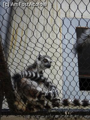 [P05] Un lemur tărcat. » foto by tata123 🔱
 - 
<span class="allrVoted glyphicon glyphicon-heart hidden" id="av1317385"></span>
<a class="m-l-10 hidden" id="sv1317385" onclick="voting_Foto_DelVot(,1317385,18241)" role="button">șterge vot <span class="glyphicon glyphicon-remove"></span></a>
<a id="v91317385" class=" c-red"  onclick="voting_Foto_SetVot(1317385)" role="button"><span class="glyphicon glyphicon-heart-empty"></span> <b>LIKE</b> = Votează poza</a> <img class="hidden"  id="f1317385W9" src="/imagini/loader.gif" border="0" /><span class="AjErrMes hidden" id="e1317385ErM"></span>