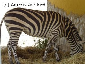 [P06] Zebra...originală. » foto by tata123 🔱
 - 
<span class="allrVoted glyphicon glyphicon-heart hidden" id="av1317386"></span>
<a class="m-l-10 hidden" id="sv1317386" onclick="voting_Foto_DelVot(,1317386,18241)" role="button">șterge vot <span class="glyphicon glyphicon-remove"></span></a>
<a id="v91317386" class=" c-red"  onclick="voting_Foto_SetVot(1317386)" role="button"><span class="glyphicon glyphicon-heart-empty"></span> <b>LIKE</b> = Votează poza</a> <img class="hidden"  id="f1317386W9" src="/imagini/loader.gif" border="0" /><span class="AjErrMes hidden" id="e1317386ErM"></span>