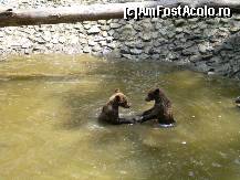 [P15] Poftiti la 'joaca' ! » foto by presario
 - 
<span class="allrVoted glyphicon glyphicon-heart hidden" id="av120619"></span>
<a class="m-l-10 hidden" id="sv120619" onclick="voting_Foto_DelVot(,120619,18280)" role="button">șterge vot <span class="glyphicon glyphicon-remove"></span></a>
<a id="v9120619" class=" c-red"  onclick="voting_Foto_SetVot(120619)" role="button"><span class="glyphicon glyphicon-heart-empty"></span> <b>LIKE</b> = Votează poza</a> <img class="hidden"  id="f120619W9" src="/imagini/loader.gif" border="0" /><span class="AjErrMes hidden" id="e120619ErM"></span>