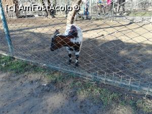 [P11] Zoo Targoviste » foto by ⭐ValentinB_88⭐
 - 
<span class="allrVoted glyphicon glyphicon-heart hidden" id="av1212329"></span>
<a class="m-l-10 hidden" id="sv1212329" onclick="voting_Foto_DelVot(,1212329,18299)" role="button">șterge vot <span class="glyphicon glyphicon-remove"></span></a>
<a id="v91212329" class=" c-red"  onclick="voting_Foto_SetVot(1212329)" role="button"><span class="glyphicon glyphicon-heart-empty"></span> <b>LIKE</b> = Votează poza</a> <img class="hidden"  id="f1212329W9" src="/imagini/loader.gif" border="0" /><span class="AjErrMes hidden" id="e1212329ErM"></span>