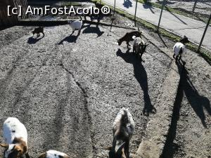 [P12] Zoo Targoviste Zoo Targoviste » foto by ⭐ValentinB_88⭐
 - 
<span class="allrVoted glyphicon glyphicon-heart hidden" id="av1212330"></span>
<a class="m-l-10 hidden" id="sv1212330" onclick="voting_Foto_DelVot(,1212330,18299)" role="button">șterge vot <span class="glyphicon glyphicon-remove"></span></a>
<a id="v91212330" class=" c-red"  onclick="voting_Foto_SetVot(1212330)" role="button"><span class="glyphicon glyphicon-heart-empty"></span> <b>LIKE</b> = Votează poza</a> <img class="hidden"  id="f1212330W9" src="/imagini/loader.gif" border="0" /><span class="AjErrMes hidden" id="e1212330ErM"></span>