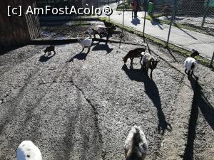 [P13] Zoo Targoviste » foto by ⭐ValentinB_88⭐
 - 
<span class="allrVoted glyphicon glyphicon-heart hidden" id="av1212331"></span>
<a class="m-l-10 hidden" id="sv1212331" onclick="voting_Foto_DelVot(,1212331,18299)" role="button">șterge vot <span class="glyphicon glyphicon-remove"></span></a>
<a id="v91212331" class=" c-red"  onclick="voting_Foto_SetVot(1212331)" role="button"><span class="glyphicon glyphicon-heart-empty"></span> <b>LIKE</b> = Votează poza</a> <img class="hidden"  id="f1212331W9" src="/imagini/loader.gif" border="0" /><span class="AjErrMes hidden" id="e1212331ErM"></span>