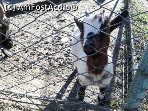 [P14] Zoo Targoviste » foto by ⭐ValentinB_88⭐
 - 
<span class="allrVoted glyphicon glyphicon-heart hidden" id="av1212332"></span>
<a class="m-l-10 hidden" id="sv1212332" onclick="voting_Foto_DelVot(,1212332,18299)" role="button">șterge vot <span class="glyphicon glyphicon-remove"></span></a>
<a id="v91212332" class=" c-red"  onclick="voting_Foto_SetVot(1212332)" role="button"><span class="glyphicon glyphicon-heart-empty"></span> <b>LIKE</b> = Votează poza</a> <img class="hidden"  id="f1212332W9" src="/imagini/loader.gif" border="0" /><span class="AjErrMes hidden" id="e1212332ErM"></span>