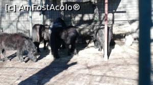 [P16] Zoo Targoviste » foto by ⭐ValentinB_88⭐
 - 
<span class="allrVoted glyphicon glyphicon-heart hidden" id="av1212334"></span>
<a class="m-l-10 hidden" id="sv1212334" onclick="voting_Foto_DelVot(,1212334,18299)" role="button">șterge vot <span class="glyphicon glyphicon-remove"></span></a>
<a id="v91212334" class=" c-red"  onclick="voting_Foto_SetVot(1212334)" role="button"><span class="glyphicon glyphicon-heart-empty"></span> <b>LIKE</b> = Votează poza</a> <img class="hidden"  id="f1212334W9" src="/imagini/loader.gif" border="0" /><span class="AjErrMes hidden" id="e1212334ErM"></span>
