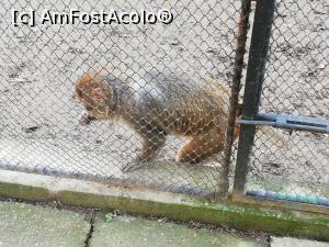 [P02] Zoo Targoviste » foto by ⭐ValentinB_88⭐
 - 
<span class="allrVoted glyphicon glyphicon-heart hidden" id="av1212320"></span>
<a class="m-l-10 hidden" id="sv1212320" onclick="voting_Foto_DelVot(,1212320,18299)" role="button">șterge vot <span class="glyphicon glyphicon-remove"></span></a>
<a id="v91212320" class=" c-red"  onclick="voting_Foto_SetVot(1212320)" role="button"><span class="glyphicon glyphicon-heart-empty"></span> <b>LIKE</b> = Votează poza</a> <img class="hidden"  id="f1212320W9" src="/imagini/loader.gif" border="0" /><span class="AjErrMes hidden" id="e1212320ErM"></span>