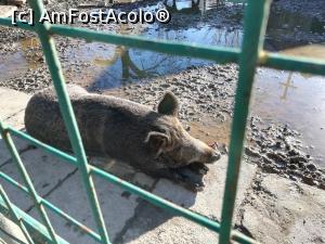 [P20] Zoo Targoviste » foto by ⭐ValentinB_88⭐
 - 
<span class="allrVoted glyphicon glyphicon-heart hidden" id="av1212338"></span>
<a class="m-l-10 hidden" id="sv1212338" onclick="voting_Foto_DelVot(,1212338,18299)" role="button">șterge vot <span class="glyphicon glyphicon-remove"></span></a>
<a id="v91212338" class=" c-red"  onclick="voting_Foto_SetVot(1212338)" role="button"><span class="glyphicon glyphicon-heart-empty"></span> <b>LIKE</b> = Votează poza</a> <img class="hidden"  id="f1212338W9" src="/imagini/loader.gif" border="0" /><span class="AjErrMes hidden" id="e1212338ErM"></span>