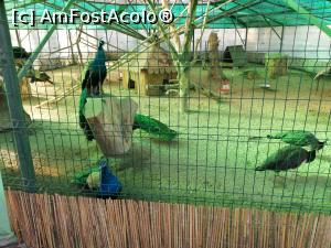 [P06] Zoo Targoviste » foto by ⭐ValentinB_88⭐
 - 
<span class="allrVoted glyphicon glyphicon-heart hidden" id="av1212324"></span>
<a class="m-l-10 hidden" id="sv1212324" onclick="voting_Foto_DelVot(,1212324,18299)" role="button">șterge vot <span class="glyphicon glyphicon-remove"></span></a>
<a id="v91212324" class=" c-red"  onclick="voting_Foto_SetVot(1212324)" role="button"><span class="glyphicon glyphicon-heart-empty"></span> <b>LIKE</b> = Votează poza</a> <img class="hidden"  id="f1212324W9" src="/imagini/loader.gif" border="0" /><span class="AjErrMes hidden" id="e1212324ErM"></span>