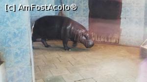 [P08] Zoo Targoviste » foto by ⭐ValentinB_88⭐
 - 
<span class="allrVoted glyphicon glyphicon-heart hidden" id="av1212326"></span>
<a class="m-l-10 hidden" id="sv1212326" onclick="voting_Foto_DelVot(,1212326,18299)" role="button">șterge vot <span class="glyphicon glyphicon-remove"></span></a>
<a id="v91212326" class=" c-red"  onclick="voting_Foto_SetVot(1212326)" role="button"><span class="glyphicon glyphicon-heart-empty"></span> <b>LIKE</b> = Votează poza</a> <img class="hidden"  id="f1212326W9" src="/imagini/loader.gif" border="0" /><span class="AjErrMes hidden" id="e1212326ErM"></span>
