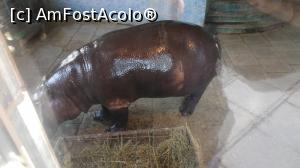 [P09] Zoo Targoviste Zoo Targoviste » foto by ⭐ValentinB_88⭐
 - 
<span class="allrVoted glyphicon glyphicon-heart hidden" id="av1212327"></span>
<a class="m-l-10 hidden" id="sv1212327" onclick="voting_Foto_DelVot(,1212327,18299)" role="button">șterge vot <span class="glyphicon glyphicon-remove"></span></a>
<a id="v91212327" class=" c-red"  onclick="voting_Foto_SetVot(1212327)" role="button"><span class="glyphicon glyphicon-heart-empty"></span> <b>LIKE</b> = Votează poza</a> <img class="hidden"  id="f1212327W9" src="/imagini/loader.gif" border="0" /><span class="AjErrMes hidden" id="e1212327ErM"></span>