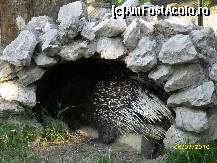 [P19] porcul spinos - gradina zoologica din targoviste » foto by ms65
 - 
<span class="allrVoted glyphicon glyphicon-heart hidden" id="av92951"></span>
<a class="m-l-10 hidden" id="sv92951" onclick="voting_Foto_DelVot(,92951,18299)" role="button">șterge vot <span class="glyphicon glyphicon-remove"></span></a>
<a id="v992951" class=" c-red"  onclick="voting_Foto_SetVot(92951)" role="button"><span class="glyphicon glyphicon-heart-empty"></span> <b>LIKE</b> = Votează poza</a> <img class="hidden"  id="f92951W9" src="/imagini/loader.gif" border="0" /><span class="AjErrMes hidden" id="e92951ErM"></span>