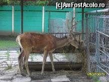[P21] cerbul - gradina zoologica din targoviste » foto by ms65
 - 
<span class="allrVoted glyphicon glyphicon-heart hidden" id="av92953"></span>
<a class="m-l-10 hidden" id="sv92953" onclick="voting_Foto_DelVot(,92953,18299)" role="button">șterge vot <span class="glyphicon glyphicon-remove"></span></a>
<a id="v992953" class=" c-red"  onclick="voting_Foto_SetVot(92953)" role="button"><span class="glyphicon glyphicon-heart-empty"></span> <b>LIKE</b> = Votează poza</a> <img class="hidden"  id="f92953W9" src="/imagini/loader.gif" border="0" /><span class="AjErrMes hidden" id="e92953ErM"></span>