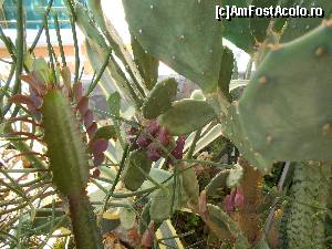 [P09] Gustul fructului de cactus e deosebit » foto by Roxana Dornescu
 - 
<span class="allrVoted glyphicon glyphicon-heart hidden" id="av660278"></span>
<a class="m-l-10 hidden" id="sv660278" onclick="voting_Foto_DelVot(,660278,18302)" role="button">șterge vot <span class="glyphicon glyphicon-remove"></span></a>
<a id="v9660278" class=" c-red"  onclick="voting_Foto_SetVot(660278)" role="button"><span class="glyphicon glyphicon-heart-empty"></span> <b>LIKE</b> = Votează poza</a> <img class="hidden"  id="f660278W9" src="/imagini/loader.gif" border="0" /><span class="AjErrMes hidden" id="e660278ErM"></span>