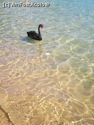 [P01] Lebada pe mare » foto by Mihagabi
 - 
<span class="allrVoted glyphicon glyphicon-heart hidden" id="av999604"></span>
<a class="m-l-10 hidden" id="sv999604" onclick="voting_Foto_DelVot(,999604,18331)" role="button">șterge vot <span class="glyphicon glyphicon-remove"></span></a>
<a id="v9999604" class=" c-red"  onclick="voting_Foto_SetVot(999604)" role="button"><span class="glyphicon glyphicon-heart-empty"></span> <b>LIKE</b> = Votează poza</a> <img class="hidden"  id="f999604W9" src="/imagini/loader.gif" border="0" /><span class="AjErrMes hidden" id="e999604ErM"></span>