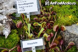 [P19] Plante carnivore » foto by Muffin2009*
 - 
<span class="allrVoted glyphicon glyphicon-heart hidden" id="av485714"></span>
<a class="m-l-10 hidden" id="sv485714" onclick="voting_Foto_DelVot(,485714,18332)" role="button">șterge vot <span class="glyphicon glyphicon-remove"></span></a>
<a id="v9485714" class=" c-red"  onclick="voting_Foto_SetVot(485714)" role="button"><span class="glyphicon glyphicon-heart-empty"></span> <b>LIKE</b> = Votează poza</a> <img class="hidden"  id="f485714W9" src="/imagini/loader.gif" border="0" /><span class="AjErrMes hidden" id="e485714ErM"></span>