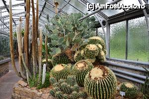 [P02] Sera de cactusi » foto by Muffin2009*
 - 
<span class="allrVoted glyphicon glyphicon-heart hidden" id="av485693"></span>
<a class="m-l-10 hidden" id="sv485693" onclick="voting_Foto_DelVot(,485693,18332)" role="button">șterge vot <span class="glyphicon glyphicon-remove"></span></a>
<a id="v9485693" class=" c-red"  onclick="voting_Foto_SetVot(485693)" role="button"><span class="glyphicon glyphicon-heart-empty"></span> <b>LIKE</b> = Votează poza</a> <img class="hidden"  id="f485693W9" src="/imagini/loader.gif" border="0" /><span class="AjErrMes hidden" id="e485693ErM"></span>