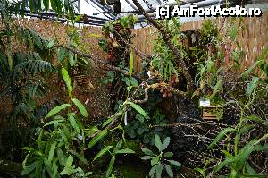 [P20] Plante carnivore » foto by Muffin2009*
 - 
<span class="allrVoted glyphicon glyphicon-heart hidden" id="av485715"></span>
<a class="m-l-10 hidden" id="sv485715" onclick="voting_Foto_DelVot(,485715,18332)" role="button">șterge vot <span class="glyphicon glyphicon-remove"></span></a>
<a id="v9485715" class=" c-red"  onclick="voting_Foto_SetVot(485715)" role="button"><span class="glyphicon glyphicon-heart-empty"></span> <b>LIKE</b> = Votează poza</a> <img class="hidden"  id="f485715W9" src="/imagini/loader.gif" border="0" /><span class="AjErrMes hidden" id="e485715ErM"></span>