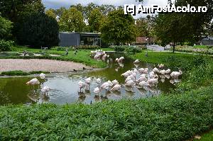 [P22] Flamingo » foto by Muffin2009*
 - 
<span class="allrVoted glyphicon glyphicon-heart hidden" id="av485717"></span>
<a class="m-l-10 hidden" id="sv485717" onclick="voting_Foto_DelVot(,485717,18332)" role="button">șterge vot <span class="glyphicon glyphicon-remove"></span></a>
<a id="v9485717" class=" c-red"  onclick="voting_Foto_SetVot(485717)" role="button"><span class="glyphicon glyphicon-heart-empty"></span> <b>LIKE</b> = Votează poza</a> <img class="hidden"  id="f485717W9" src="/imagini/loader.gif" border="0" /><span class="AjErrMes hidden" id="e485717ErM"></span>