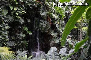 [P24] Cascada din sera amazoniana » foto by Muffin2009*
 - 
<span class="allrVoted glyphicon glyphicon-heart hidden" id="av485719"></span>
<a class="m-l-10 hidden" id="sv485719" onclick="voting_Foto_DelVot(,485719,18332)" role="button">șterge vot <span class="glyphicon glyphicon-remove"></span></a>
<a id="v9485719" class=" c-red"  onclick="voting_Foto_SetVot(485719)" role="button"><span class="glyphicon glyphicon-heart-empty"></span> <b>LIKE</b> = Votează poza</a> <img class="hidden"  id="f485719W9" src="/imagini/loader.gif" border="0" /><span class="AjErrMes hidden" id="e485719ErM"></span>