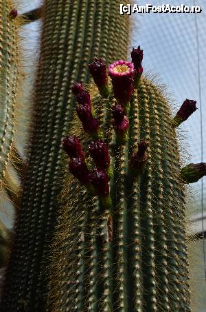 [P03] Cactus inflorit » foto by Muffin2009*
 - 
<span class="allrVoted glyphicon glyphicon-heart hidden" id="av485694"></span>
<a class="m-l-10 hidden" id="sv485694" onclick="voting_Foto_DelVot(,485694,18332)" role="button">șterge vot <span class="glyphicon glyphicon-remove"></span></a>
<a id="v9485694" class=" c-red"  onclick="voting_Foto_SetVot(485694)" role="button"><span class="glyphicon glyphicon-heart-empty"></span> <b>LIKE</b> = Votează poza</a> <img class="hidden"  id="f485694W9" src="/imagini/loader.gif" border="0" /><span class="AjErrMes hidden" id="e485694ErM"></span>